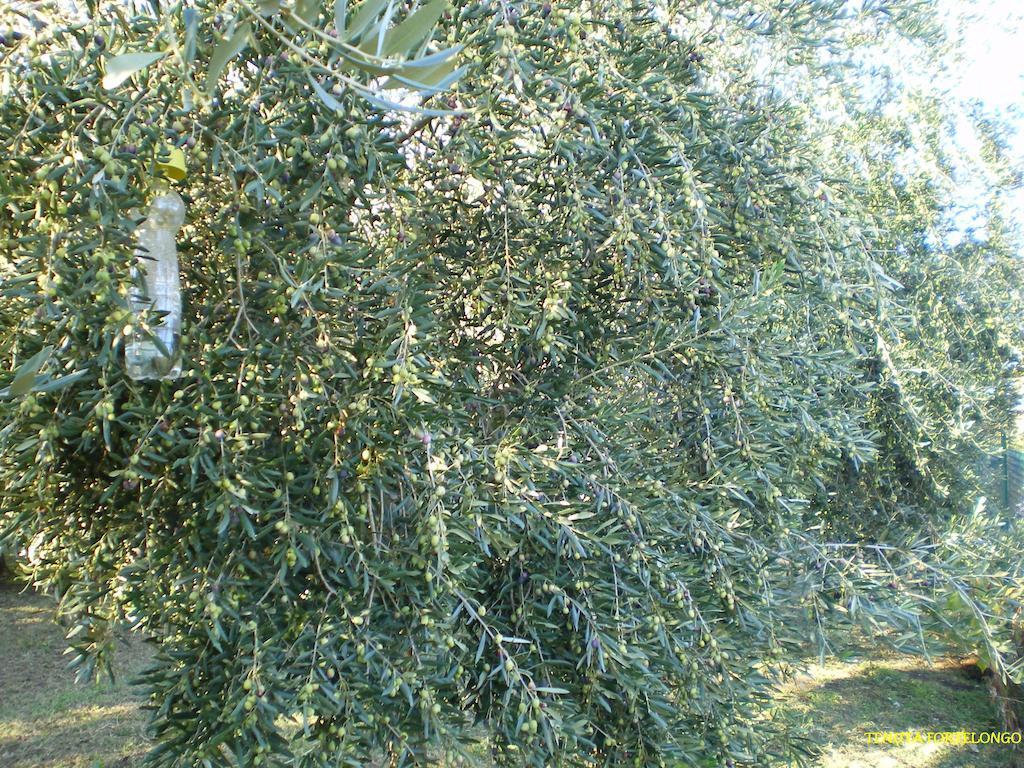 Tenuta Fortelongo Fara Vicentino Exteriör bild