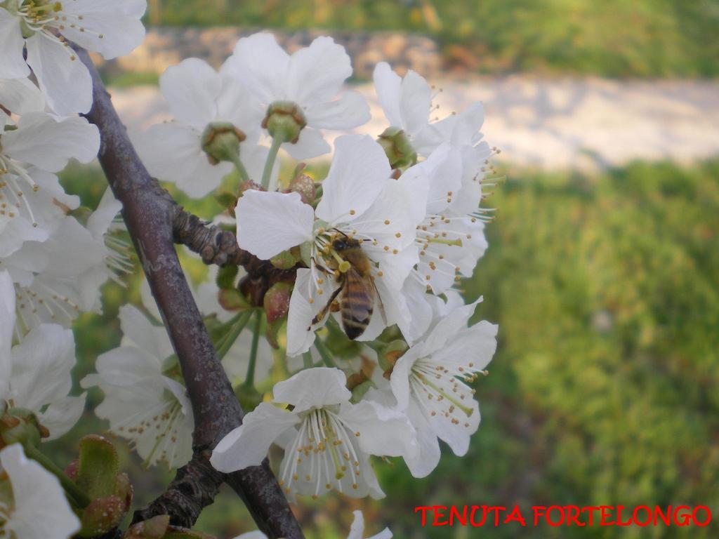 Tenuta Fortelongo Fara Vicentino Exteriör bild