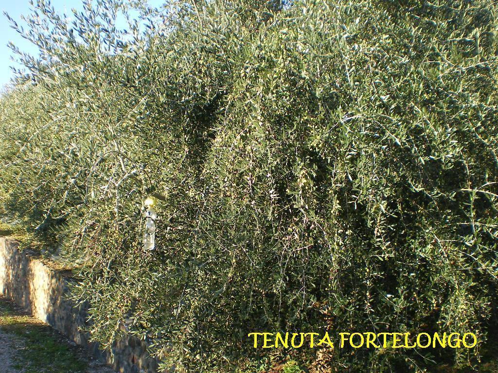 Tenuta Fortelongo Fara Vicentino Exteriör bild