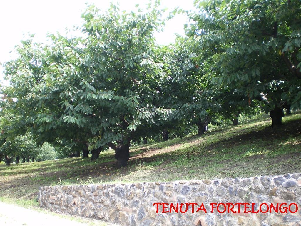 Tenuta Fortelongo Fara Vicentino Exteriör bild