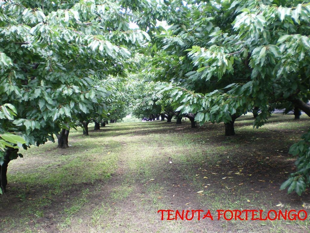 Tenuta Fortelongo Fara Vicentino Exteriör bild